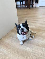 Found/Stray Female Dog last seen lakewood country club , Lakewood, CA 90712