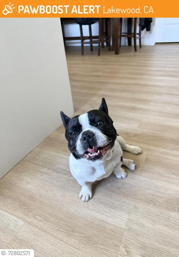 Found/Stray Female Dog last seen lakewood country club , Lakewood, CA 90712
