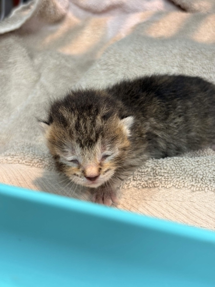 Shelter Stray Female Cat last seen Memphis, TN 38133, Bartlett, TN 38134