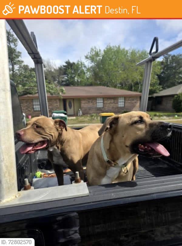 Found/Stray Male Dog last seen Near Benning dr , Destin, FL 32541