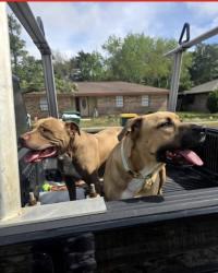 Found/Stray Male Dog last seen Near Benning dr , Destin, FL 32541