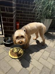 Found/Stray Male Dog last seen 2nd street & Heatherden, Fayetteville, GA 30214