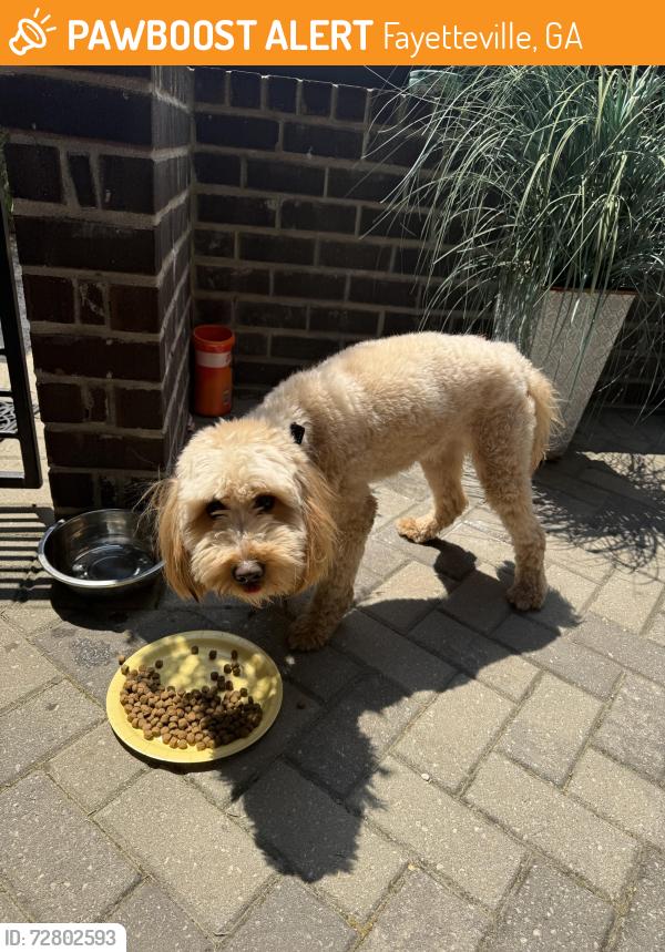 Found/Stray Male Dog last seen 2nd street & Heatherden, Fayetteville, GA 30214