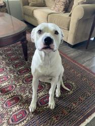 Found/Stray Female Dog last seen Mission Rd and Mesquite Ave, Loma Linda, CA 92354