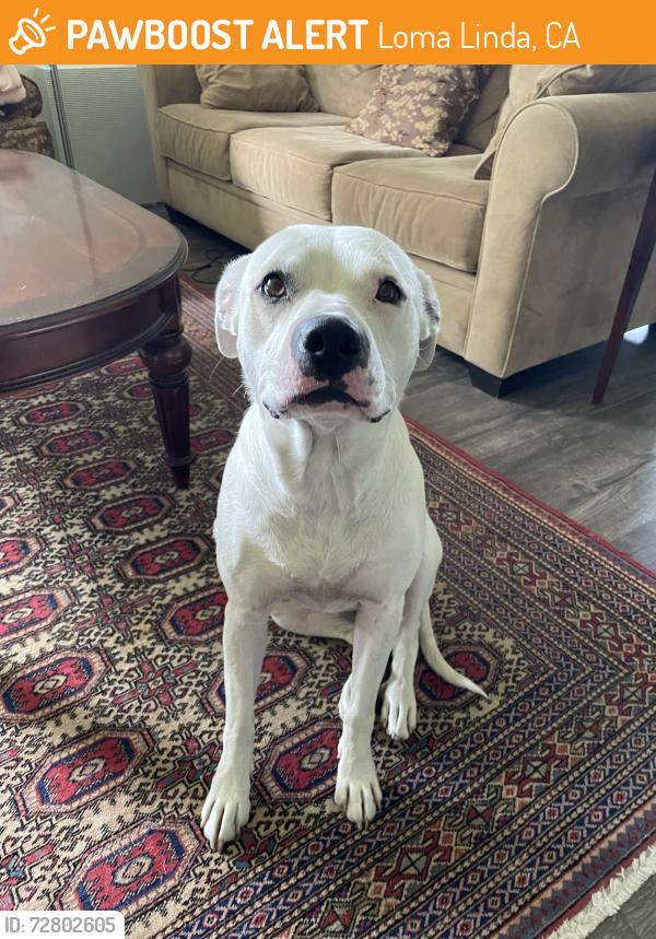 Found/Stray Female Dog last seen Mission Rd and Mesquite Ave, Loma Linda, CA 92354