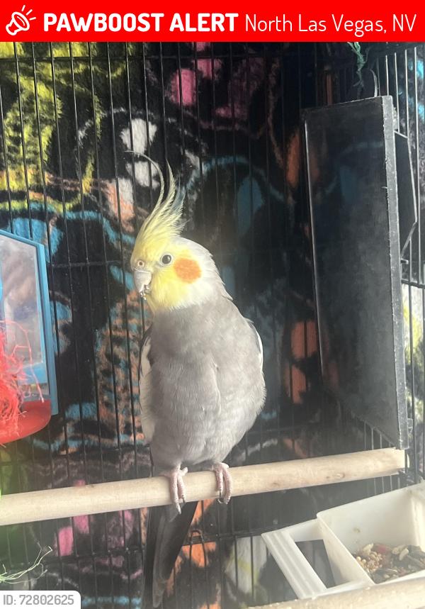 Lost Male Bird last seen Tropical , North Las Vegas, NV 89031