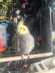 Lost Male Bird last seen Tropical , North Las Vegas, NV 89031