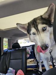 Found/Stray Female Dog last seen La Jolla Village Dr La Jolla ca, San Diego, CA 92037
