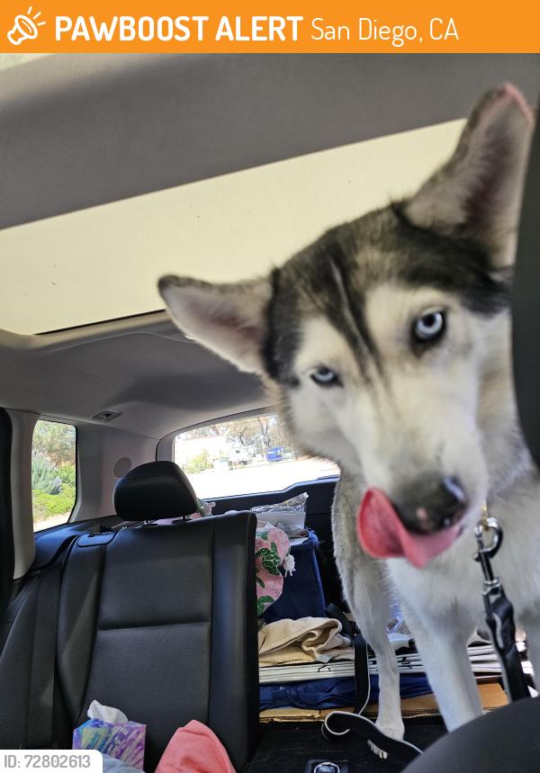 Found/Stray Female Dog last seen La Jolla Village Dr La Jolla ca, San Diego, CA 92037