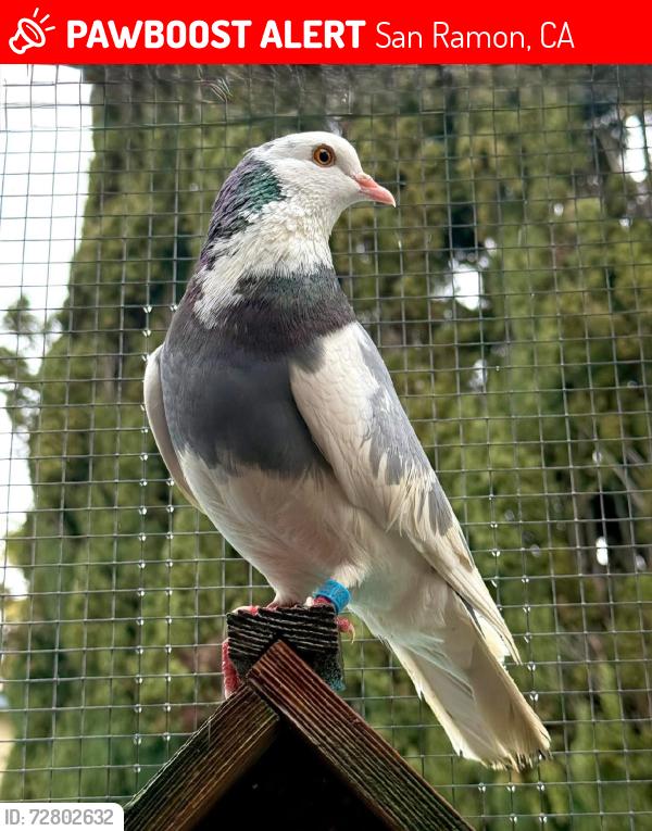 Lost Male Bird last seen Milo place and Milo way, San Ramon, CA 94583