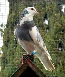Lost Male Bird last seen Milo place and Milo way, San Ramon, CA 94583
