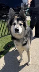 Found/Stray Male Dog last seen Aviation and PCH, Hermosa Beach, CA 90254