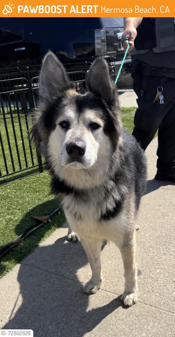 Found/Stray Male Dog last seen Aviation and PCH, Hermosa Beach, CA 90254