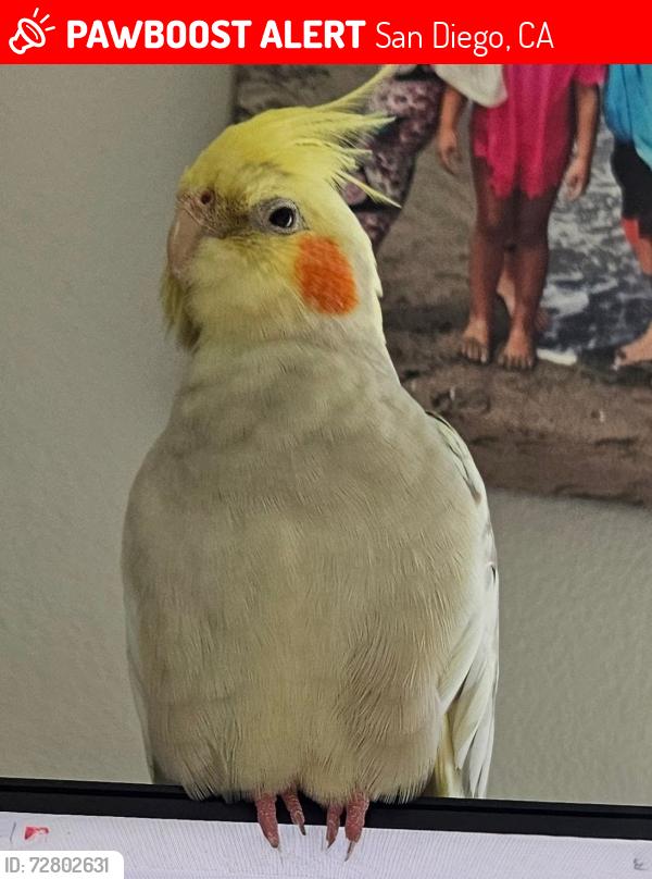 Lost Female Bird last seen Corner of Addison and Clove St, San Diego, CA 92106