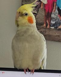 Lost Female Bird last seen Corner of Addison and Clove St, San Diego, CA 92106