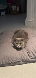 Lost Male Cat last seen Waverly Ave and Dorchester Dr, Nichols Hills, OK 73114