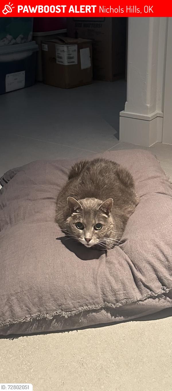 Lost Male Cat last seen Waverly Ave and Dorchester Dr, Nichols Hills, OK 73114
