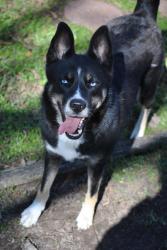 Lost Female Dog last seen Griffin hse Ln , Katy, TX 77493
