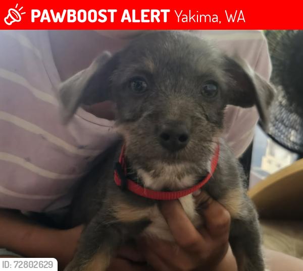 Lost Male Dog last seen North 7th street and Lincoln , Yakima, WA 98901