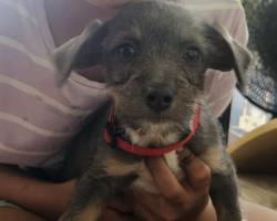 Lost Male Dog last seen North 7th street and Lincoln , Yakima, WA 98901