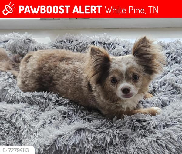 Lost Male Dog last seen Animal Wellness Clinic Dandridge, White Pine, TN 37890
