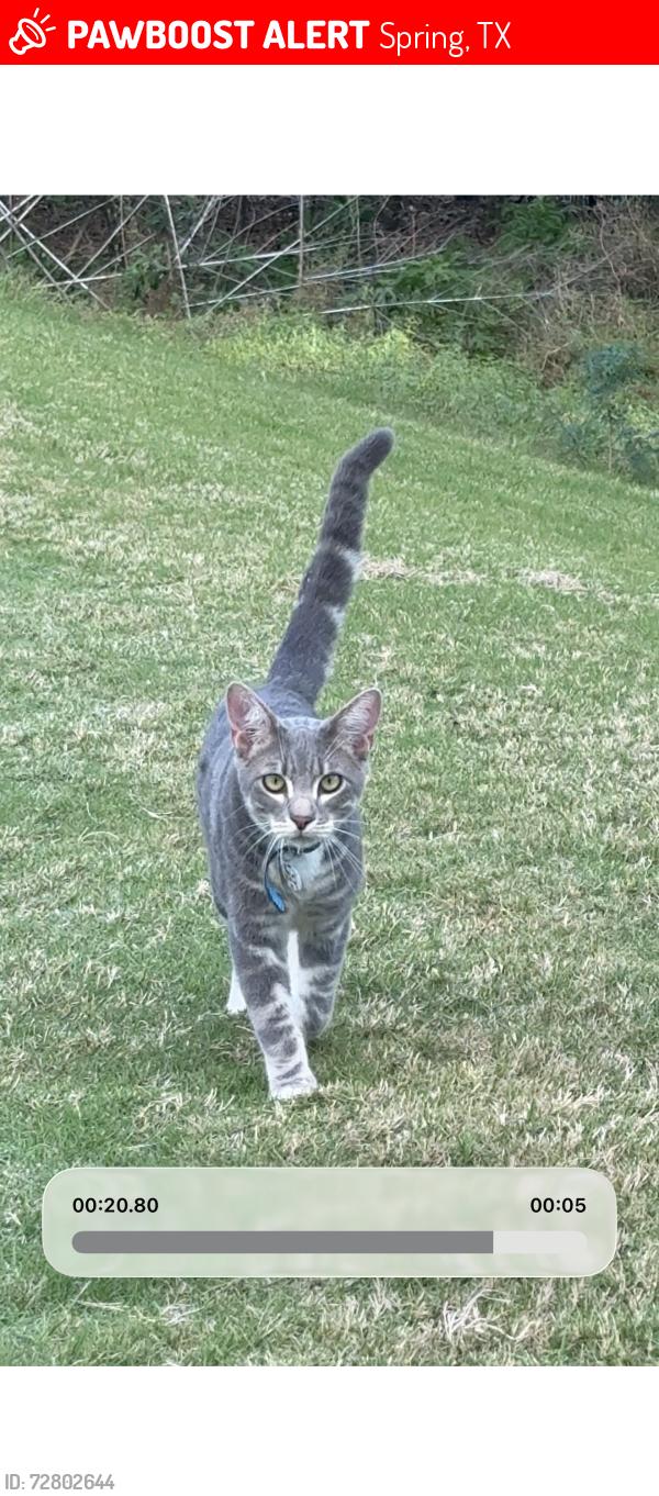 Lost Male Cat last seen Near Wild wind Pl, the woodlands tx 77380, Spring, TX 77380
