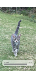 Lost Male Cat last seen Near Wild wind Pl, the woodlands tx 77380, Spring, TX 77380