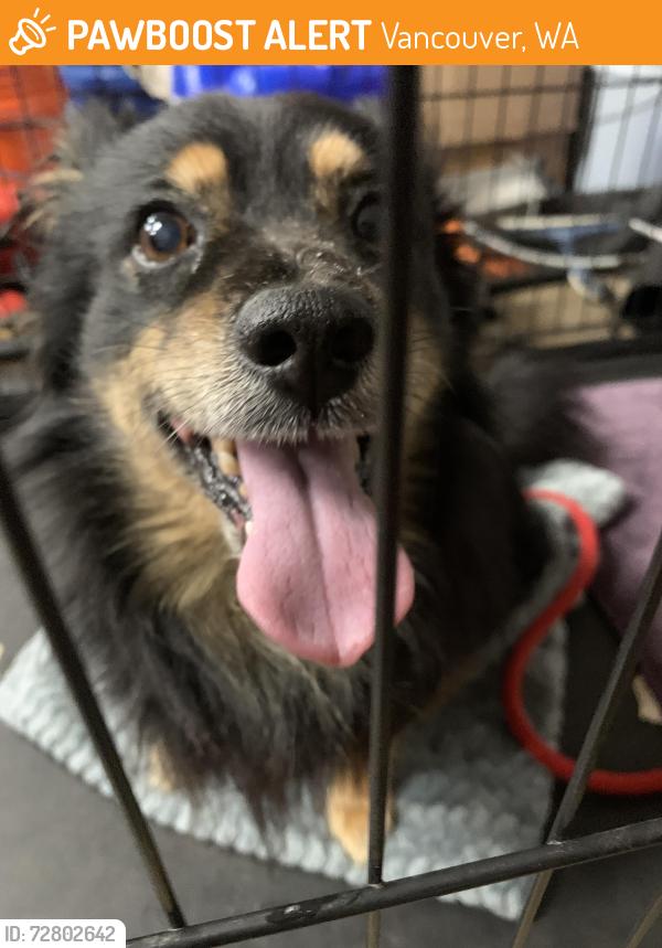 Found/Stray Unknown Dog last seen Ne 152nd st Vancouver wa 98682, Vancouver, WA 98684