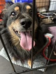 Found/Stray Unknown Dog last seen Ne 152nd st Vancouver wa 98682, Vancouver, WA 98684