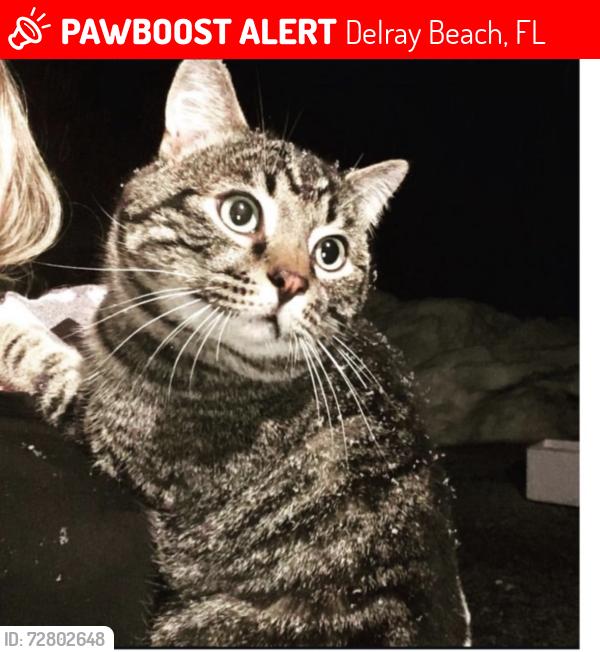 Lost Male Cat last seen Military and Atlantic Delray, Delray Beach, FL 33484