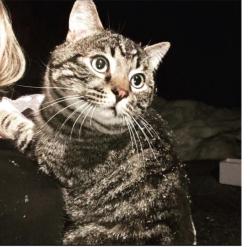 Lost Male Cat last seen Military and Atlantic Delray, Delray Beach, FL 33484