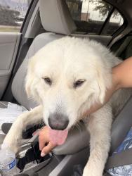 Found/Stray Male Dog last seen Taco bell, Houston, TX 77085