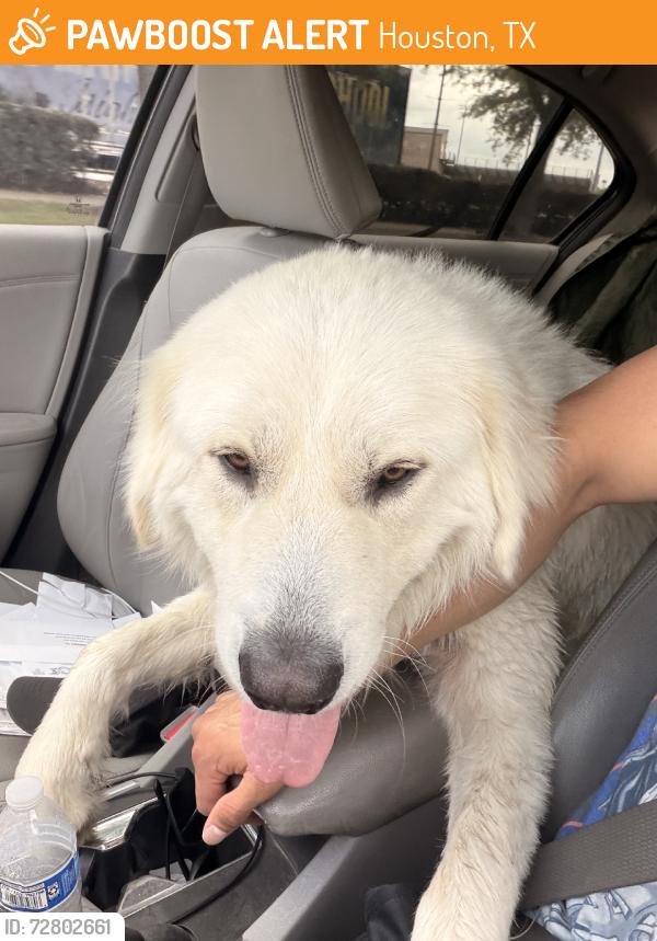 Found/Stray Male Dog last seen Taco bell, Houston, TX 77085
