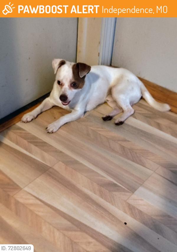Found/Stray Male Dog last seen S Pope and Sea ave, Independence, MO 64050