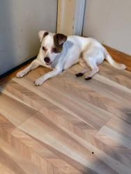 Found/Stray Male Dog last seen S Pope and Sea ave, Independence, MO 64050