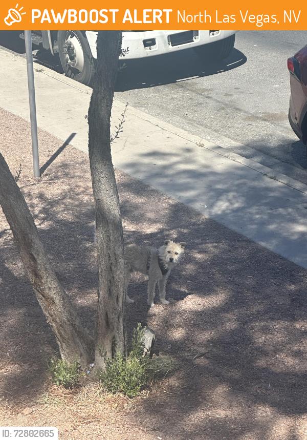 Found/Stray Unknown Dog last seen E Evans ave and basler st, North Las Vegas, NV 89030