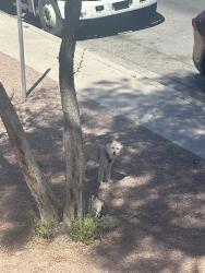 Found/Stray Unknown Dog last seen E Evans ave and basler st, North Las Vegas, NV 89030
