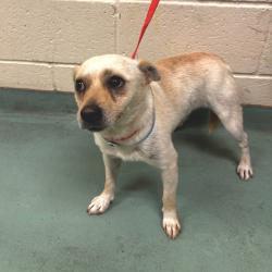Shelter Stray Male Dog last seen , Memphis, TN 38133
