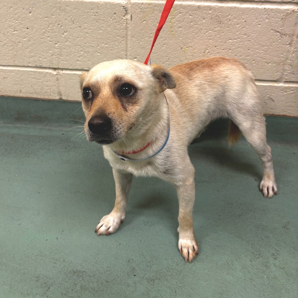 Shelter Stray Male Dog last seen , Memphis, TN 38133