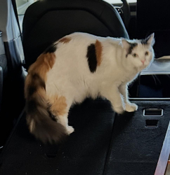 Lost Female Cat last seen Orange Knoll Dr and Foothill  North Tustin, North Tustin, CA 92705