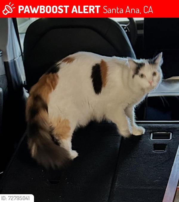 Lost Female Cat last seen Orange Knoll Dr and Foothill  North Tustin, North Tustin, CA 92705