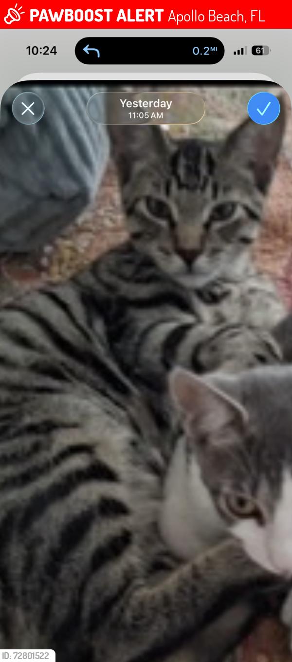 Lost Male Cat last seen Us 41 and 19th street (inside Braemar community), Apollo Beach, FL 33572