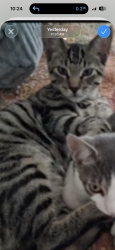 Lost Male Cat last seen Us 41 and 19th street (inside Braemar community), Apollo Beach, FL 33572