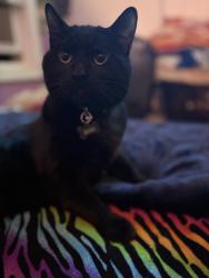 Lost Male Cat last seen Family of God Church, Topeka, KS 66608