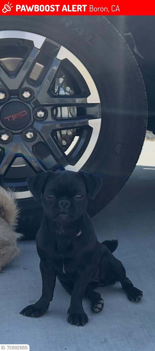 Lost Female Dog last seen Near Twenty Mule Team Rd, Boron, CA 93516, Boron, CA 93516