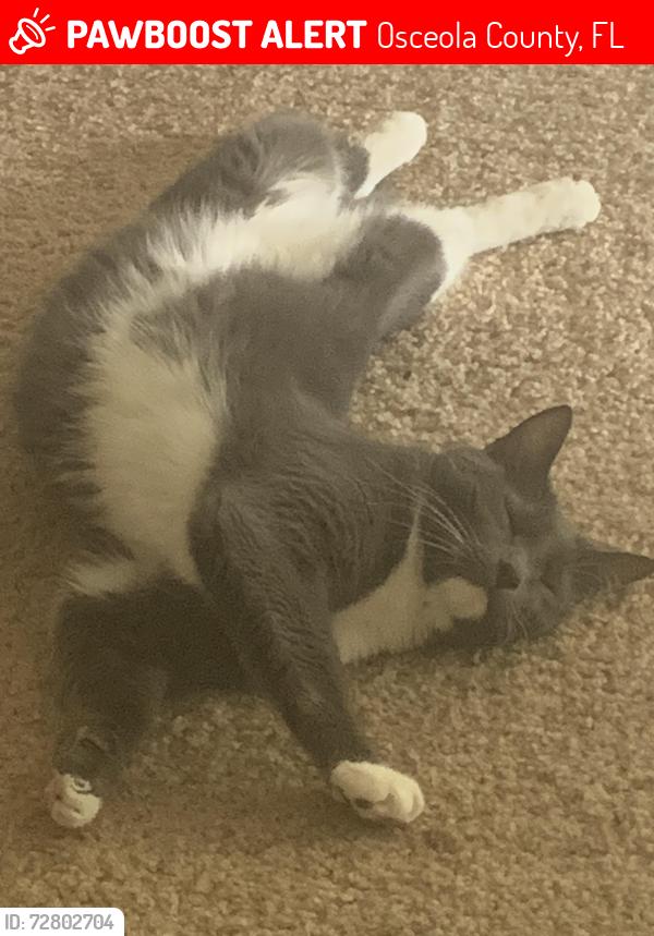 Lost Female Cat last seen Pleasant Hill Rd, Osceola County, FL 34746