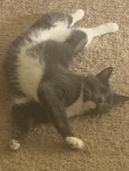 Lost Female Cat last seen Pleasant Hill Rd, Osceola County, FL 34746