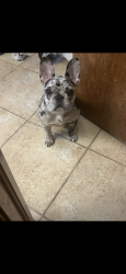 Lost Female Dog last seen Griggs, holly and kyle, Mustang, OK 73064