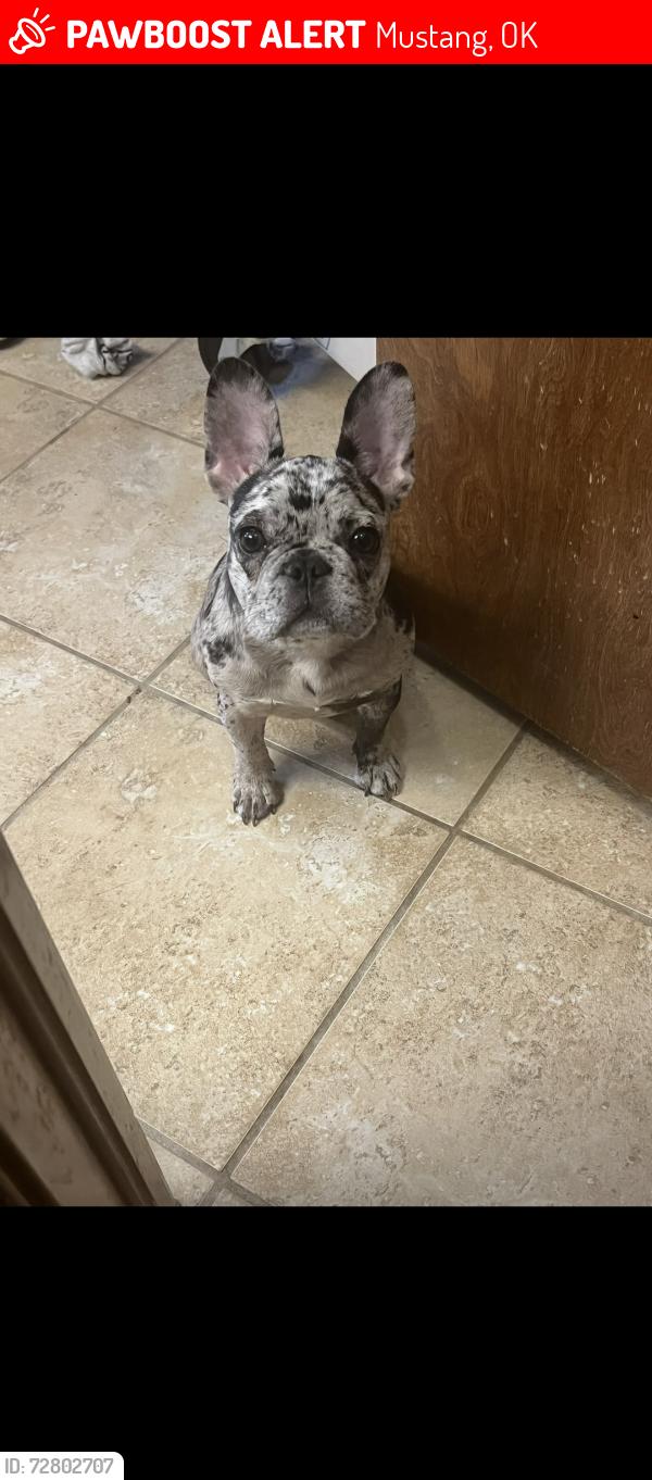 Lost Female Dog last seen Griggs, holly and kyle, Mustang, OK 73064