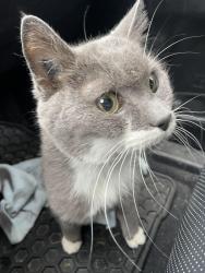Found/Stray Unknown Cat last seen AJ McClellan Elementary school 61 ave / 166 st Surrey, Surrey, BC V3S 5V4